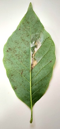 Paralobesia liriodendrana_magnoliana
