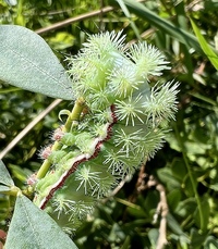 Automeris io