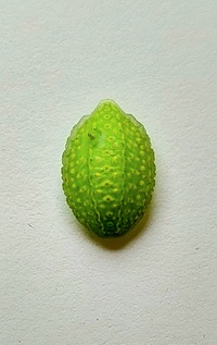 Lithacodes fasciola