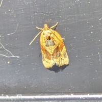 Argyrotaenia velutinana