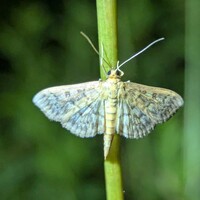 Herpetogramma pertextalis