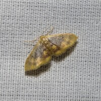 Idaea scintillularia