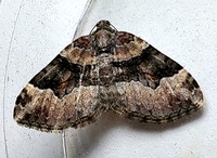 Xanthorhoe lacustrata