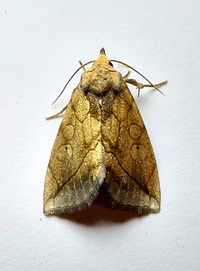 Basilodes pepita