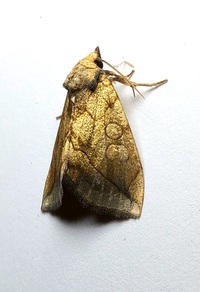 Basilodes pepita