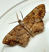 Hypagyrtis unipunctata