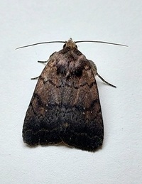Athetis tarda