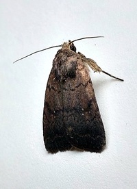 Athetis tarda