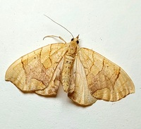 Eulithis gracilineata