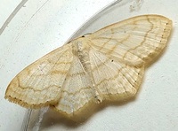 Scopula limboundata