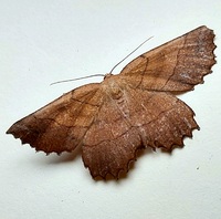 Euchlaena johnsonaria