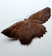 Euchlaena johnsonaria