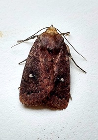 Pseudorthodes vecors