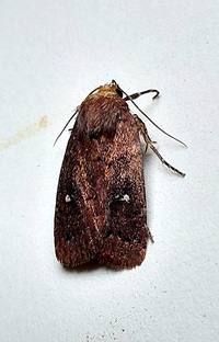 Pseudorthodes vecors