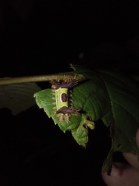 Acharia stimulea
