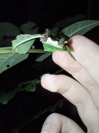 Acharia stimulea