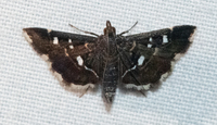 Diathrausta harlequinalis