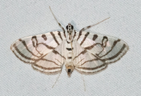 Conchylodes ovulalis