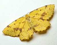 Xanthotype urticaria
