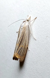 Parapediasia decorellus