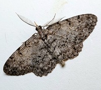 Protoboarmia porcelaria