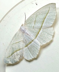 Campaea perlata