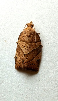 Pandemis lamprosana