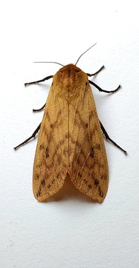 Pyrrharctia isabella