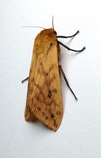Pyrrharctia isabella