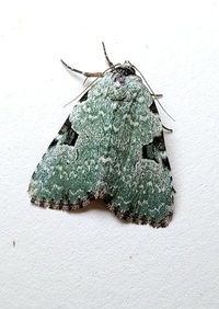 Leuconycta diphteroides