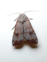 Anicla infecta