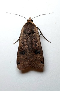 Noctua pronuba