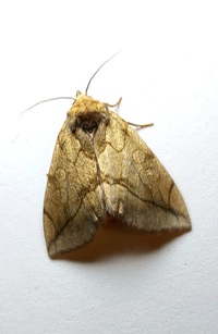 Basilodes pepita