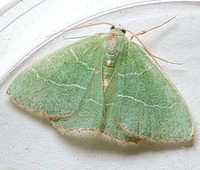 Nemoria bistriaria