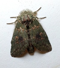 Cecrita biundata
