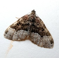 Euphyia intermediata