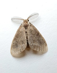 Orgyia leucostigma