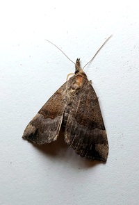 Hypena madefactalis