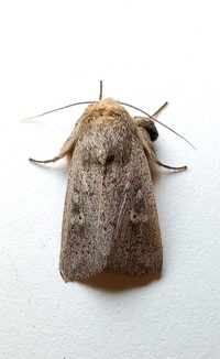 Leucania ursula