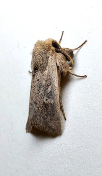 Leucania ursula