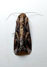 Spodoptera dolichos