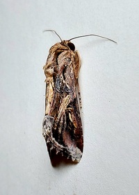 Spodoptera dolichos