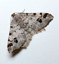 Macaria pinistrobata