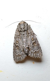 Acronicta impleta