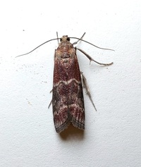 Euzophera ostricolorella