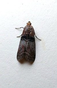 Sciota vetustella