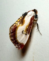 Eudryas grata