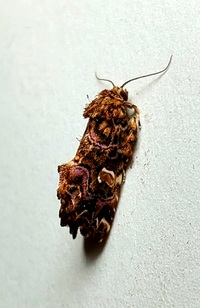Callopistria mollissima