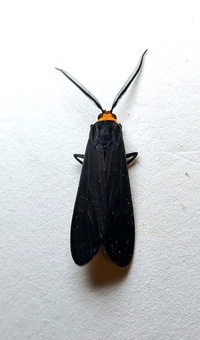 Cisseps fulvicollis