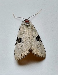 Leuconycta diphteroides